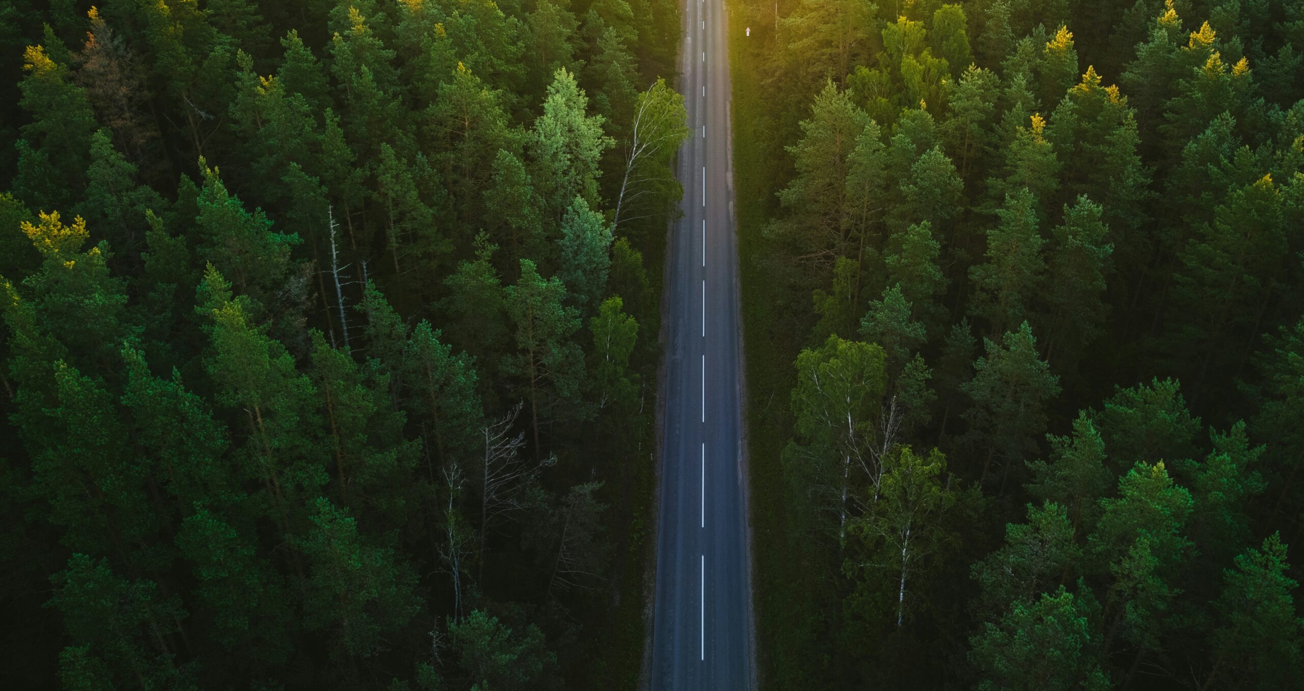 Forest road | Pubco